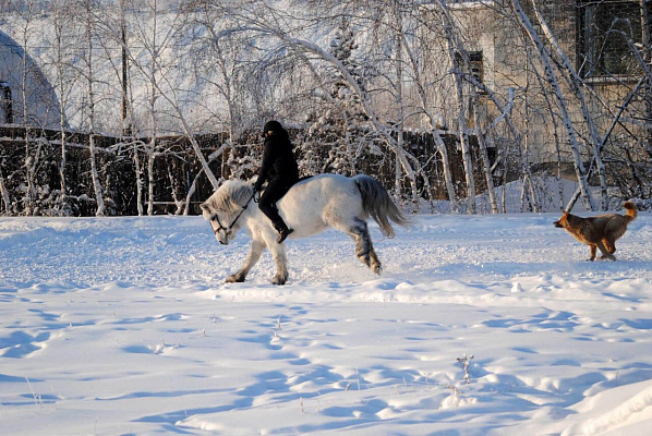 Конные прогулки в Якутске. Подарочные сертификаты Ultra Подарки. Купить оригинальный подарок или подарочный сертификат на Конные прогулки в Якутске. Сервис UltraPodarki.ru 8-800-505-9530. Катание на лошадях, Прогулка на лошади, Прогулка на лошадях для двоих, Конные прогулки, конный клуб, Конный клуб, конная прогулка, конная прогулка в Якутске